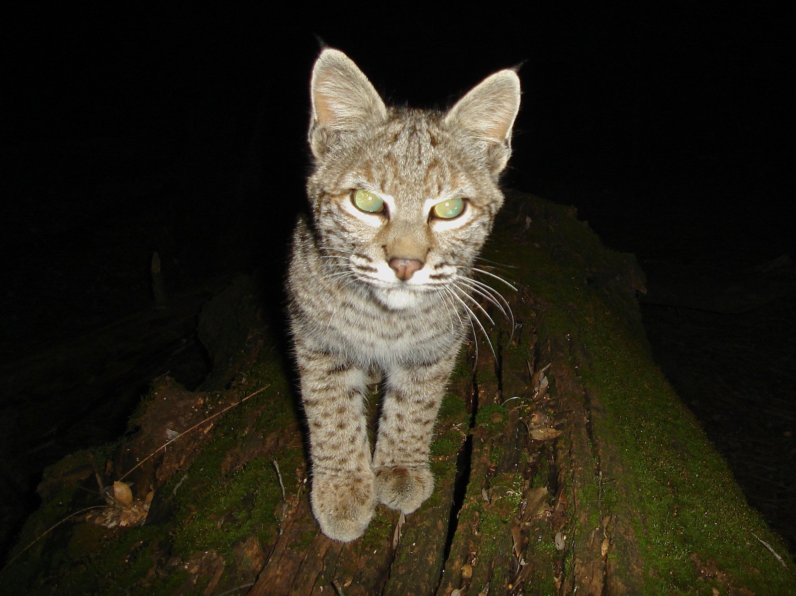 Cat with glowing eyes
